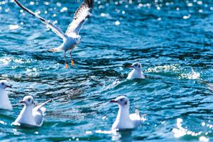 超纯水系统中的这项核心技术居然和小动物有关！