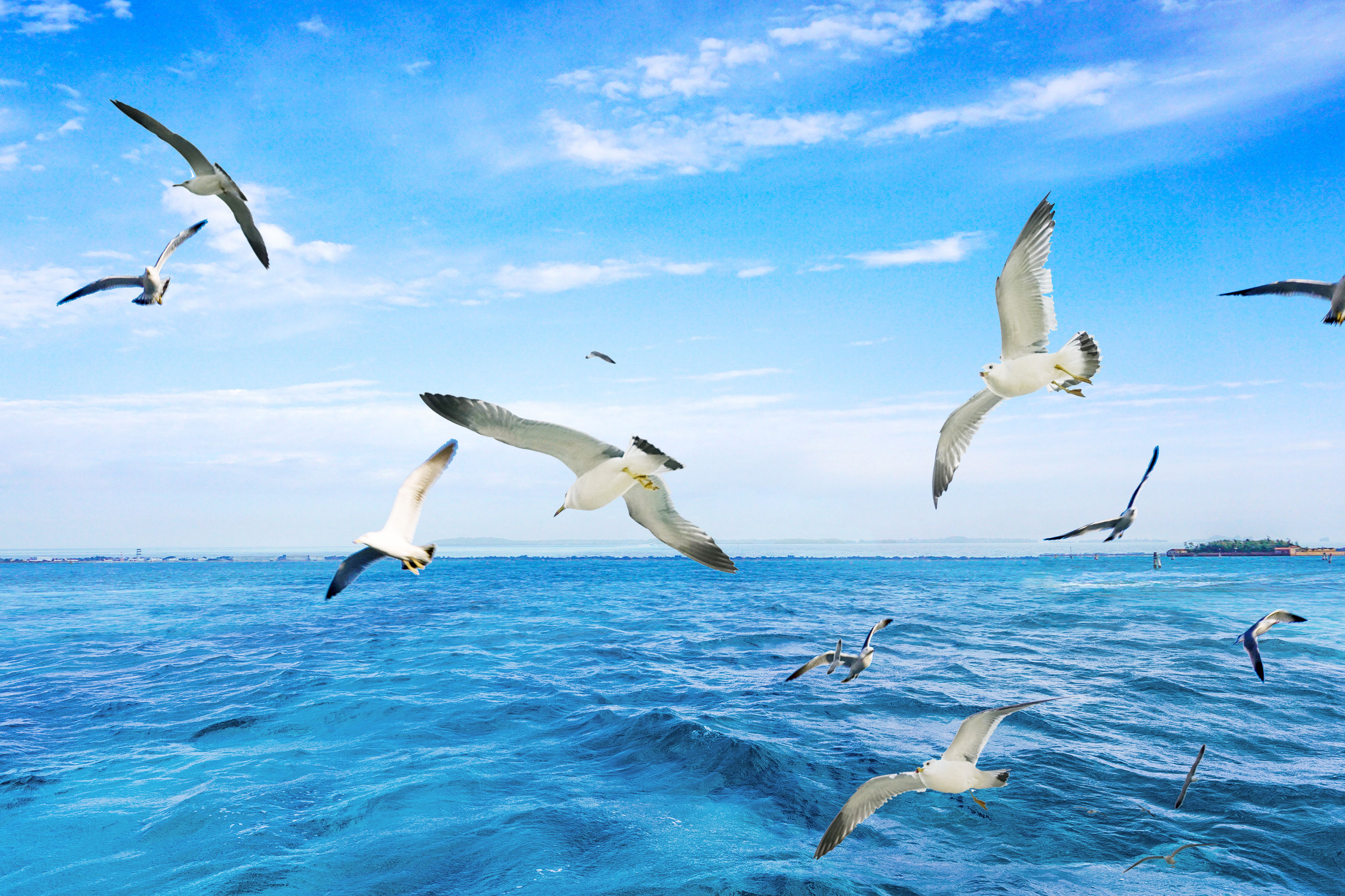 摄图网_500457571_爱琴海上飞翔的海鸥(企业商用)_副本